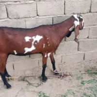 بزفروشی آبستن