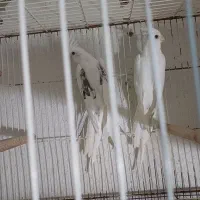 طوطی عروس آلببنو دوکت پروانی مولد