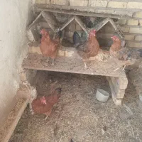 ۴عدد مرغ تخم گذار