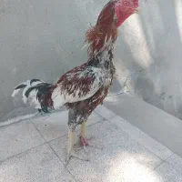 خروس لاری