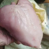 مرغ تلفاتی مخصوص حیوانات خانگی