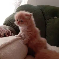 پرشین|گربه|مشهد, سعد آباد|دیوار