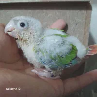 جوجه گرینچیک و جوجه برزیلی|پرنده|بهبهان, |دیوار