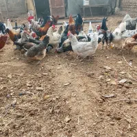 مرغ تاقچه وخروس گلین