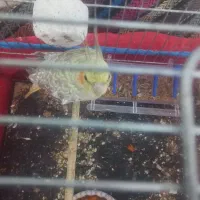 عروس هلندی|پرنده|شوشتر, |دیوار