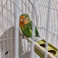 کوتوله برزیلی ماده دستی