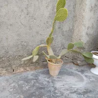 گل فروشی|گل و گیاه طبیعی|خزل, |دیوار