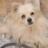 پامر نر|سگ|اصفهان, زاجان|دیوار