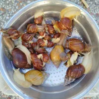 فروش فوق‌العاده حلزون سالم|خزنده|شیراز, ظفرآباد|دیوار