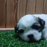 واگذاری توله شیتزو فلت|سگ|زرگرشهر, |دیوار