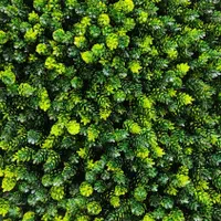 چمنِ دیواری دیوارسبز