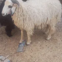 بره نر عربی