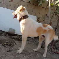 سگ اصیل آلابای