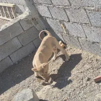 واگذاری توله ماده|سگ|تبریز, |دیوار