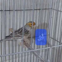 قناری توباز اورجینال