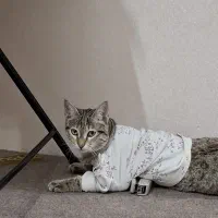 واگذاری گربه dsh