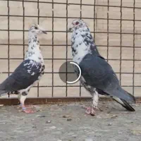 جفت بزک عطیقه