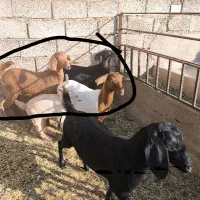 فروش سه بزغاله ماده