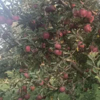 سیب داریم حدود 15تن در درخت است  سالم است و هم لکه