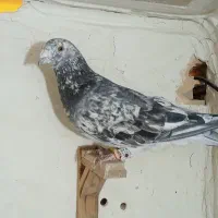 کبوتر فروشی