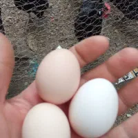 تخم مرغ محلی