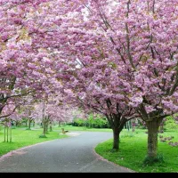 باغبانی و کلیه امور مربوط به گل وگیاه ودرخت|خدمات باغبانی و درختکاری|شاهین‌شهر, گزبرخوار|دیوار