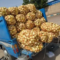 کارگر ساده میوه فروشی