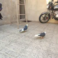 کفتر شازده|پرنده|تهران, راه آهن|دیوار