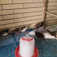 تخم نطفه دار بلدرچین مینیاتوری|حیوانات مزرعه|ابرکوه, |دیوار