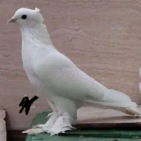 کبوتر رواعب سفید میخ کاکل پرپا بلند