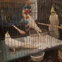 عروس هلندی نر و ماده