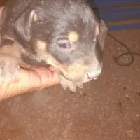 توله نر رویتوایلر