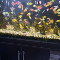 آکواریوم شیشه خم شرکتی|ماهی|رباطکریم, رباطکریم|دیوار