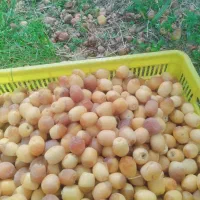 هلیلگی برای خوردن موجود