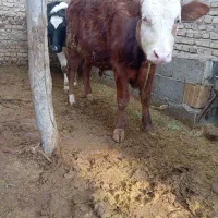 گوساله سیمنتال نر اصل