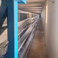 قفس مرغ تخم گذار کارکرده