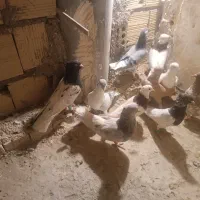 کبوتر|پرنده|تربت جام, مطهری|دیوار