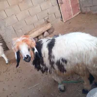 بره و‌میش|حیوانات مزرعه|مسجد سلیمان, |دیوار