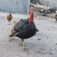 بوقلمون نر