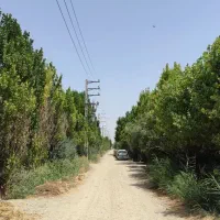 باغ-و-باغچه-1200متری-انواع-درختان-میوه-بهمن-اباد