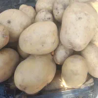 سفارش میوه ،سیب زمینی وپیاز به قیمت میدان تره بار|خوردنی و آشامیدنی|رشت, عینک|دیوار