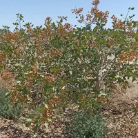 هرس درخت پسته