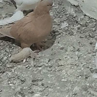 کبوتر|پرنده|باسمنج, |دیوار