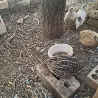 فروش بلدرچین|حیوانات مزرعه|شاهرود, |دیوار