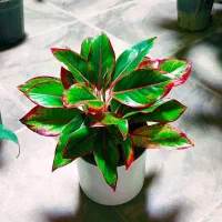 گل پروانه ای|گل و گیاه طبیعی|کرمانشاه, |دیوار