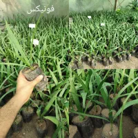 فروش ویژه گیاهان پیتسپروم و برگ بو و فونیکس(فنیکس)|خدمات باغبانی و درختکاری|چابکسر, |دیوار