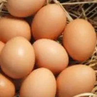 تخم مرغ محلی موجوده