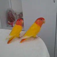 طوطی برزیلی مولد