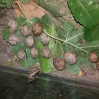 حلزون|خزنده|نجفآباد, شریعتی|دیوار