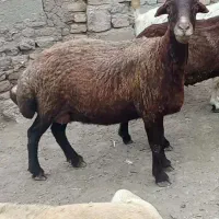 گوسفند آبستن سنگین درجه یک درهریس